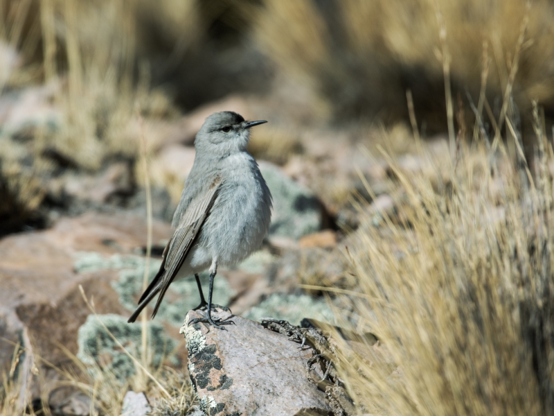 Black-fronted Ground Tyrant