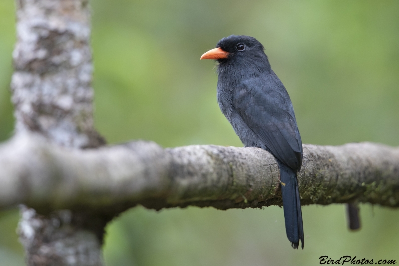 Black-fronted Nunbird