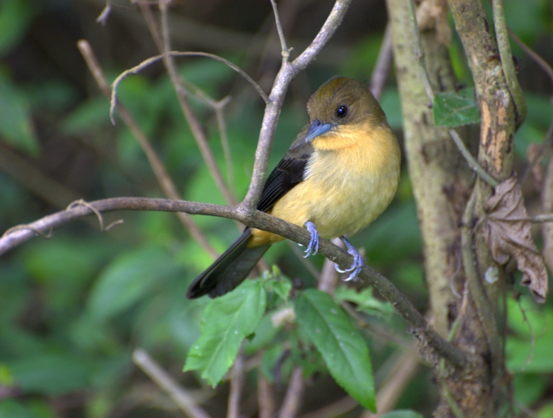 Black-goggled Tanager