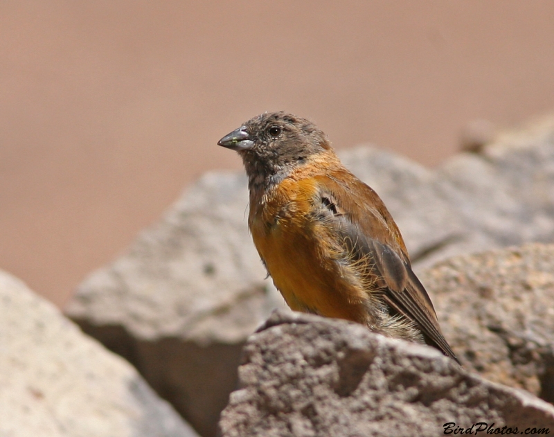 Black-hooded Sierra Finch