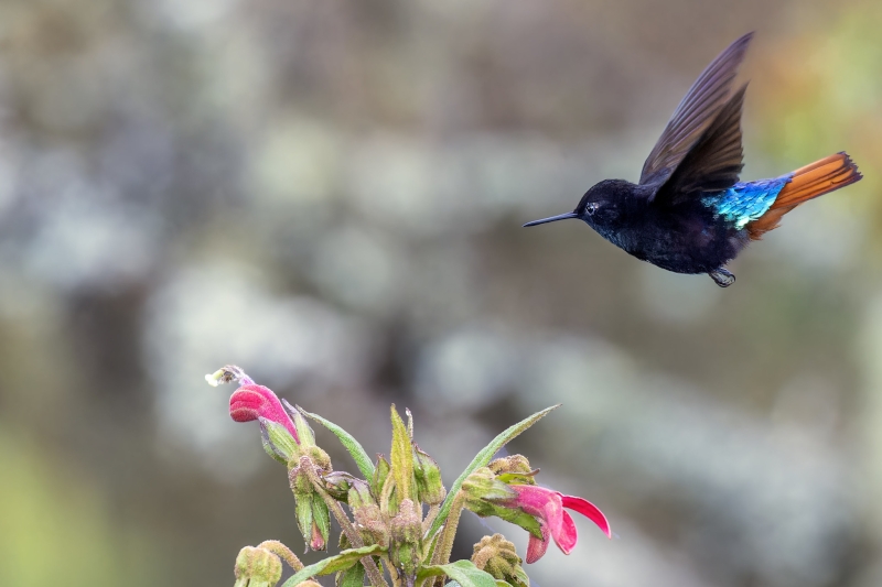 Black-hooded Sunbeam