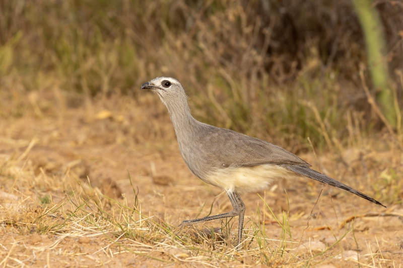 Black-legged Seriema