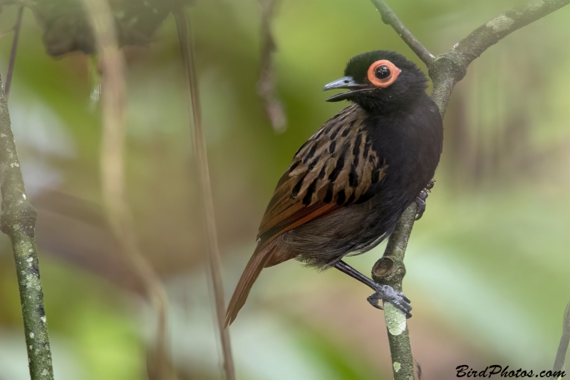 Black-spotted Bare-eye