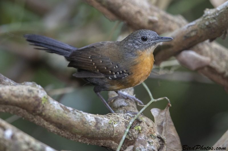 Black-throated Antbird