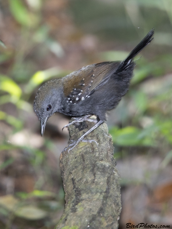 Black-throated Antbird