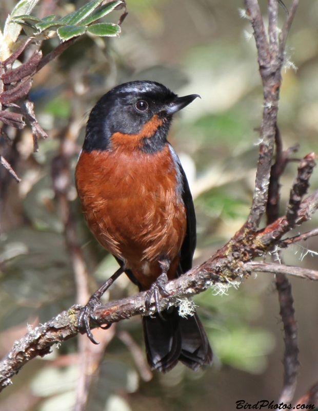 Black-throated Flowerpiercer