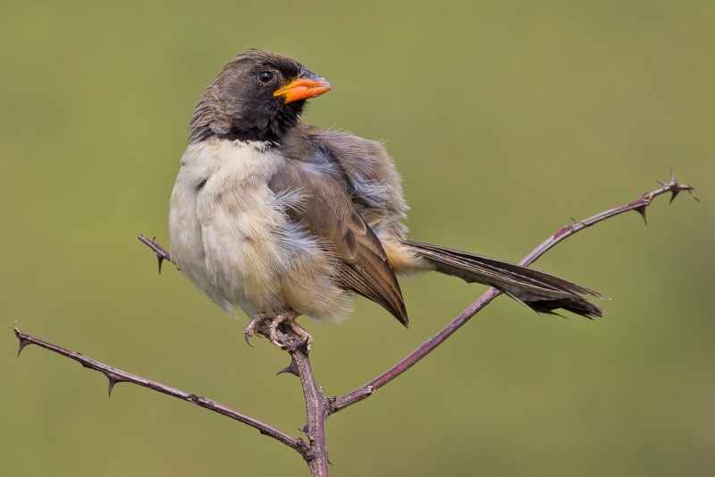 Black-throated Saltator