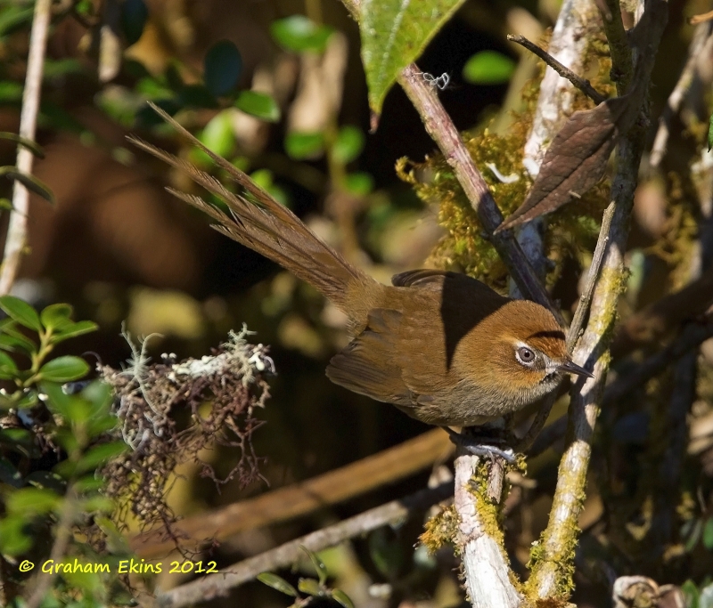 Black-throated Thistletail