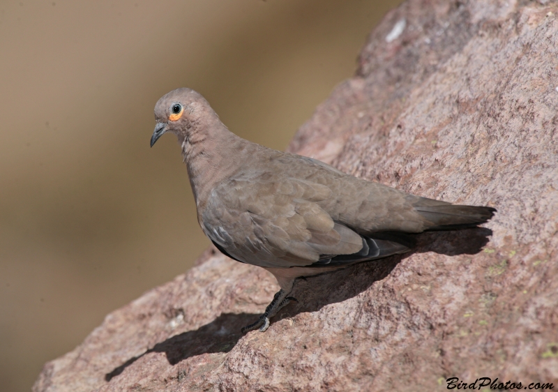 Black-winged Ground Dove