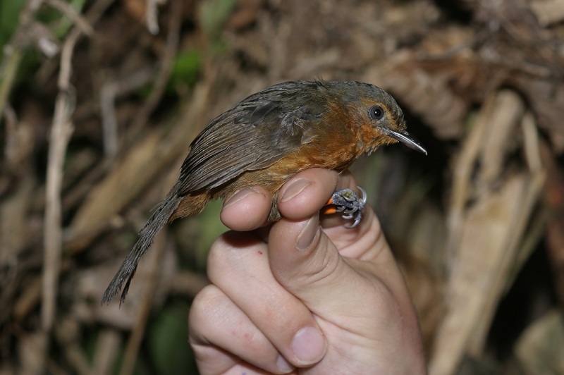 Black Antbird