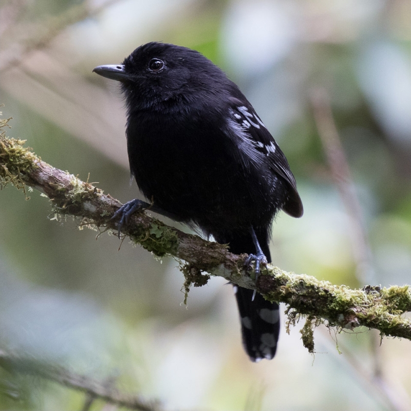 Black Antbird