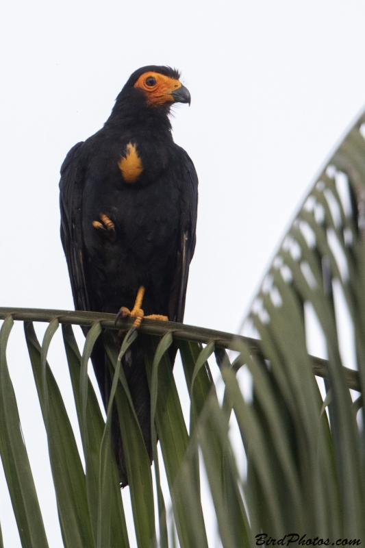 Black Caracara