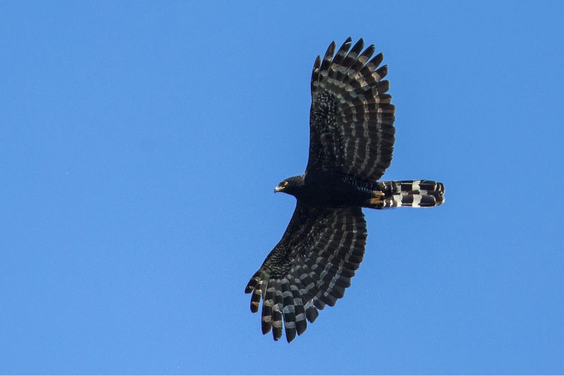 Black Hawk-Eagle