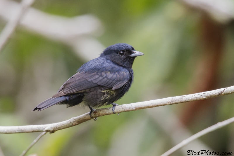 Black Manakin