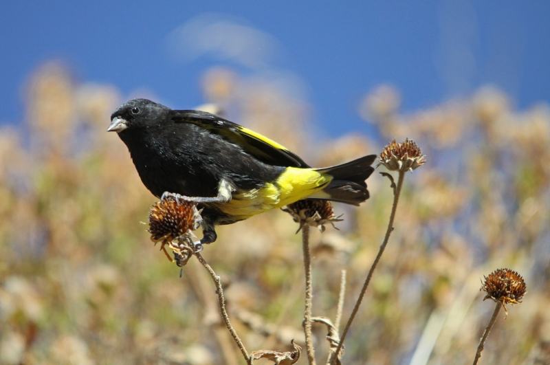 Black Siskin