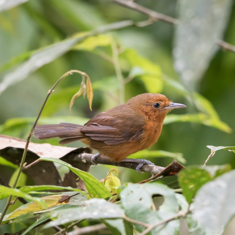 Blackish Antbird