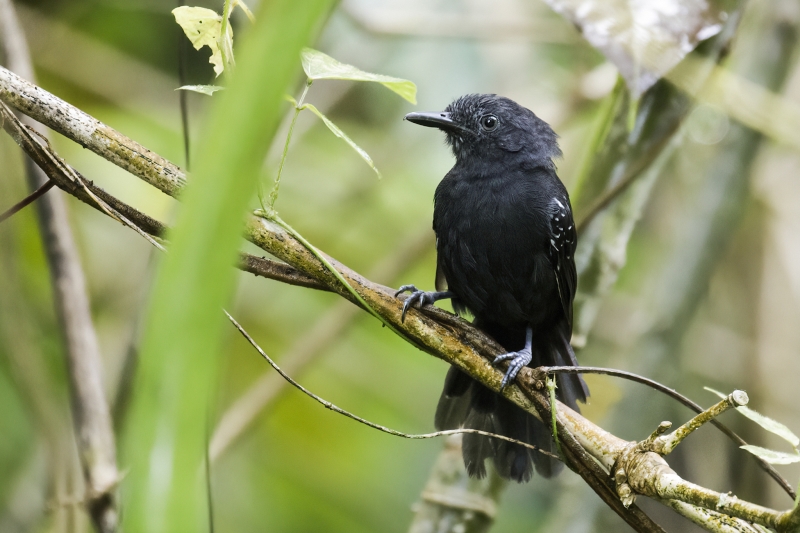 Blackish Antbird