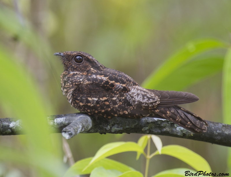 Blackish Nightjar