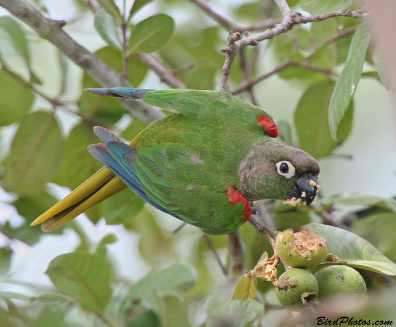 Blaze-winged Parakeet