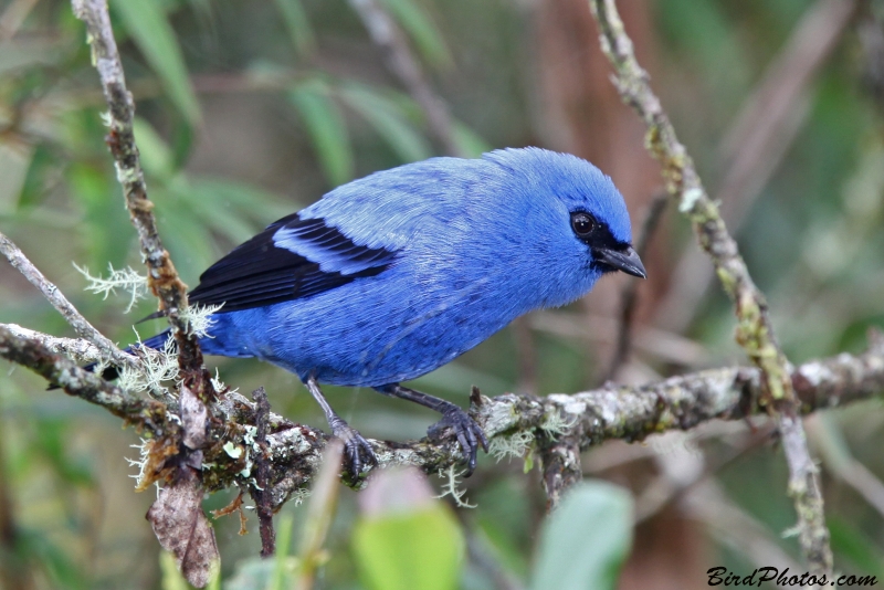 Blue-and-black Tanager