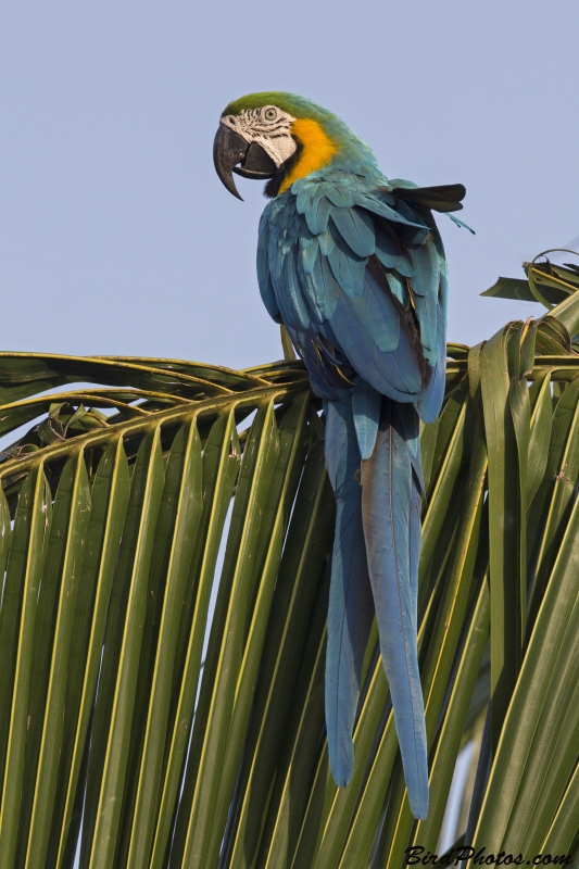 Blue-and-yellow Macaw