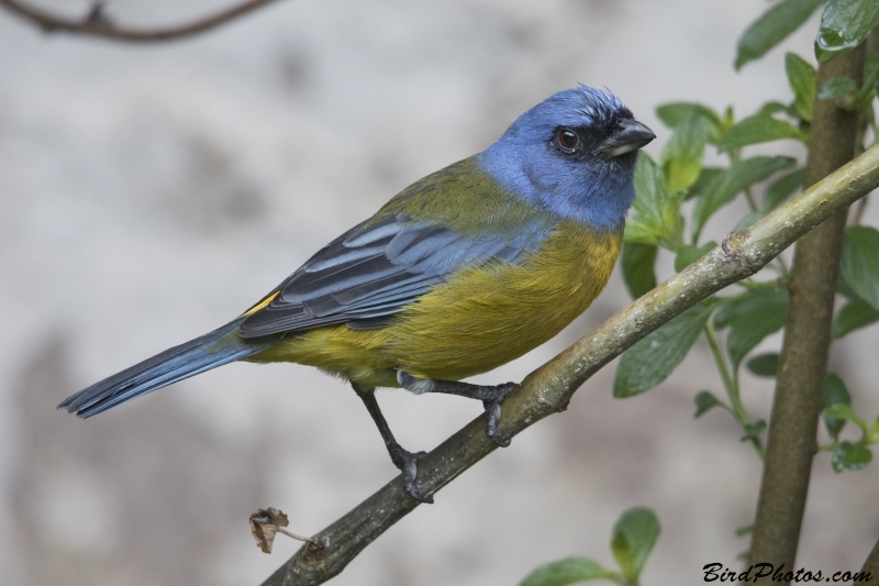 Blue-and-yellow Tanager