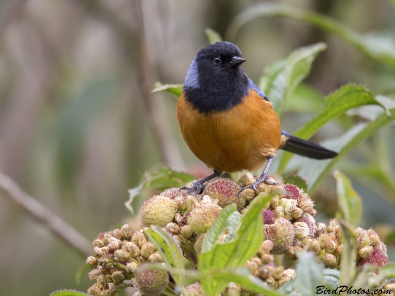 Blue-backed Conebill