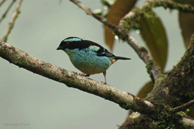 Blue-browed Tanager