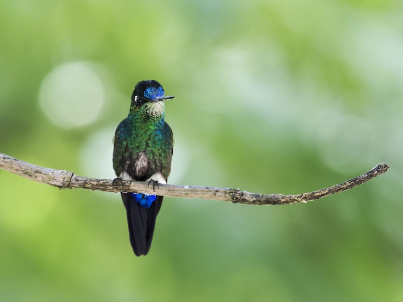 Blue-capped Puffleg