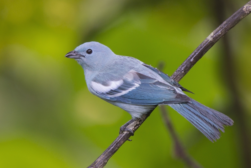 Blue-grey Tanager