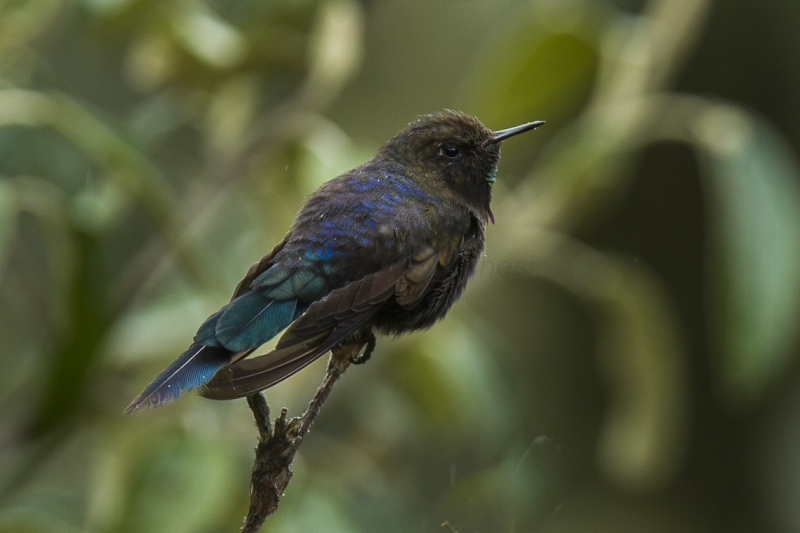 Blue-mantled Thornbill