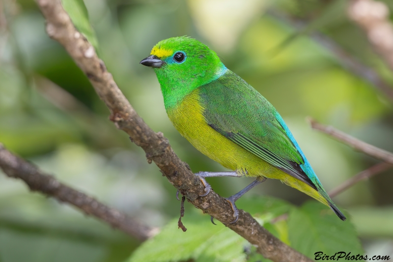 Blue-naped Chlorophonia