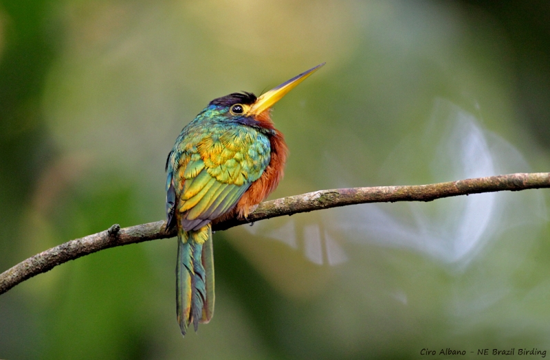 Blue-necked Jacamar