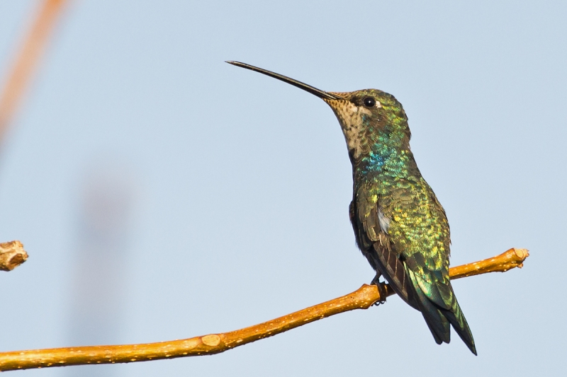 Blue-tufted Starthroat