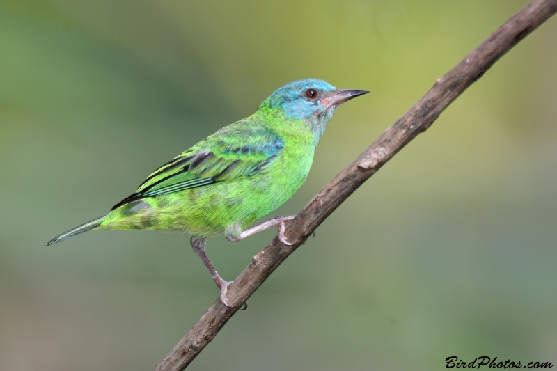 Blue Dacnis