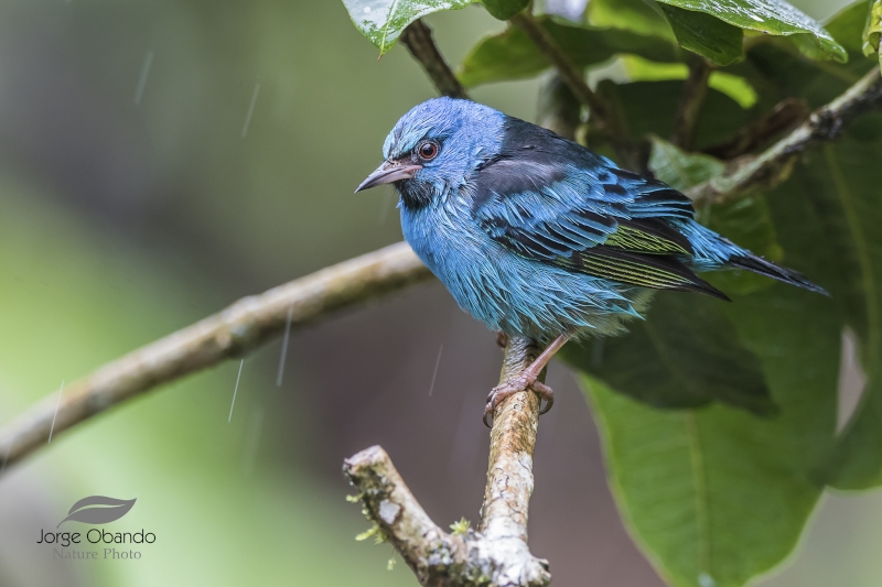 Blue Dacnis