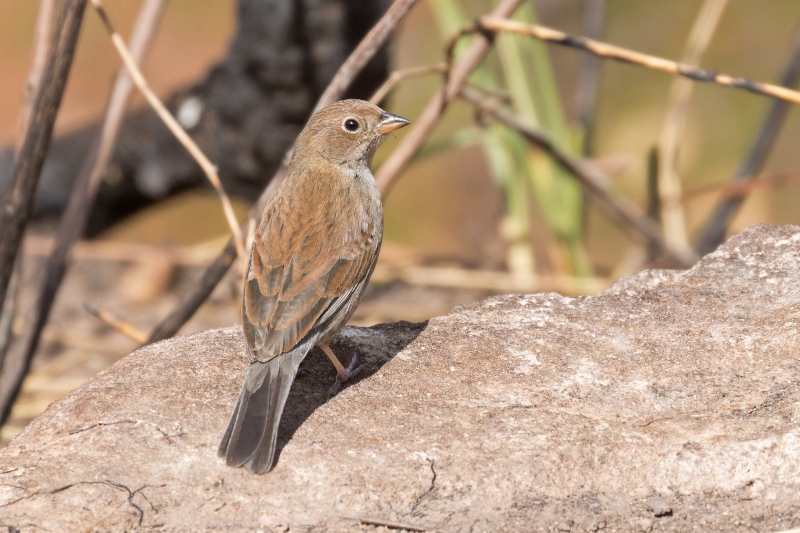 Blue Finch