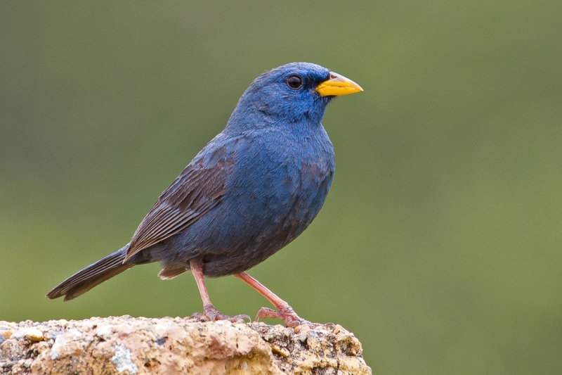 Blue Finch