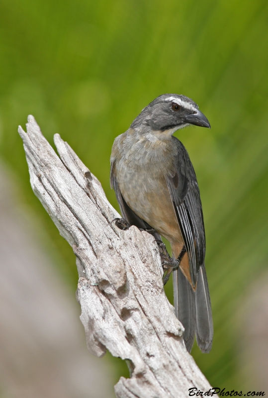 Bluish-grey Saltator