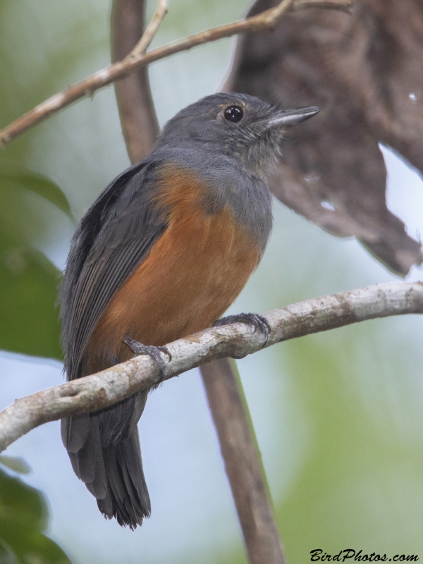 Bluish-slate Antshrike