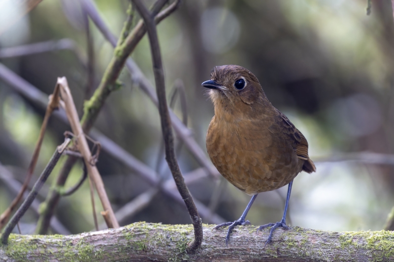 Bolivian Antpitta