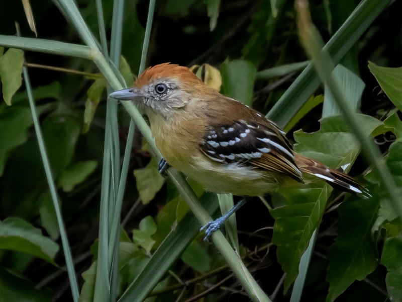 Bolivian Slaty Antshrike