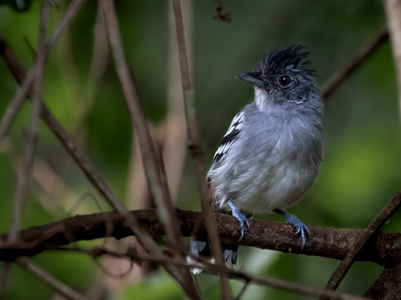 Bolivian Slaty Antshrike