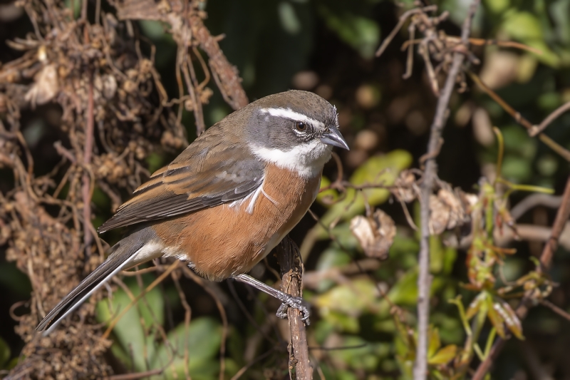 Bolivian Warbling Finch