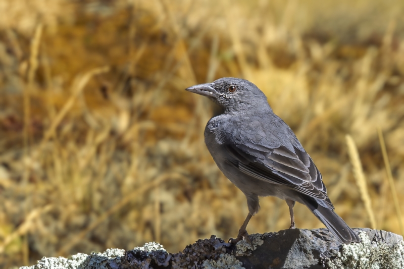 Boulder Finch