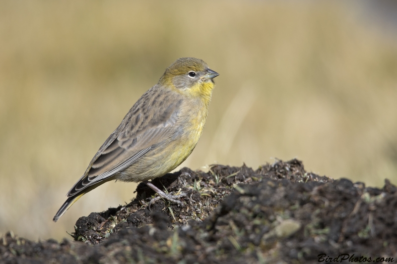 Bright-rumped Yellow Finch