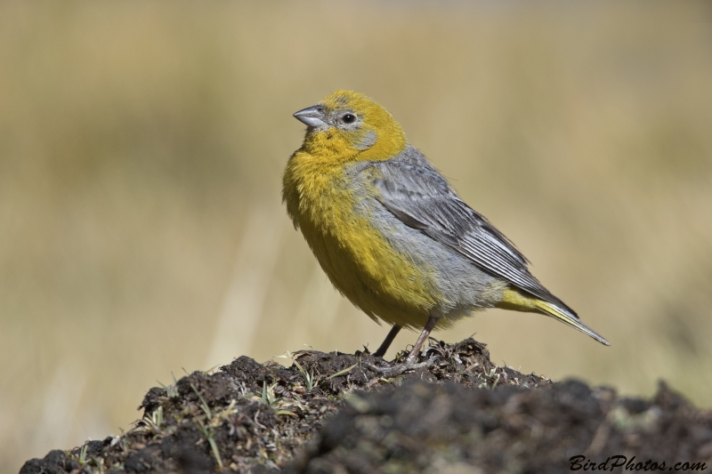 Bright-rumped Yellow Finch