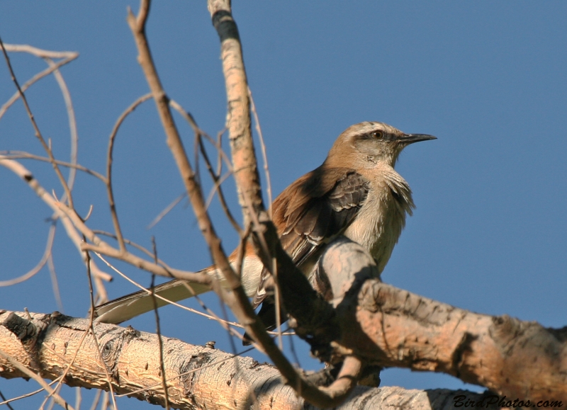 Brown-backed Mockingbird