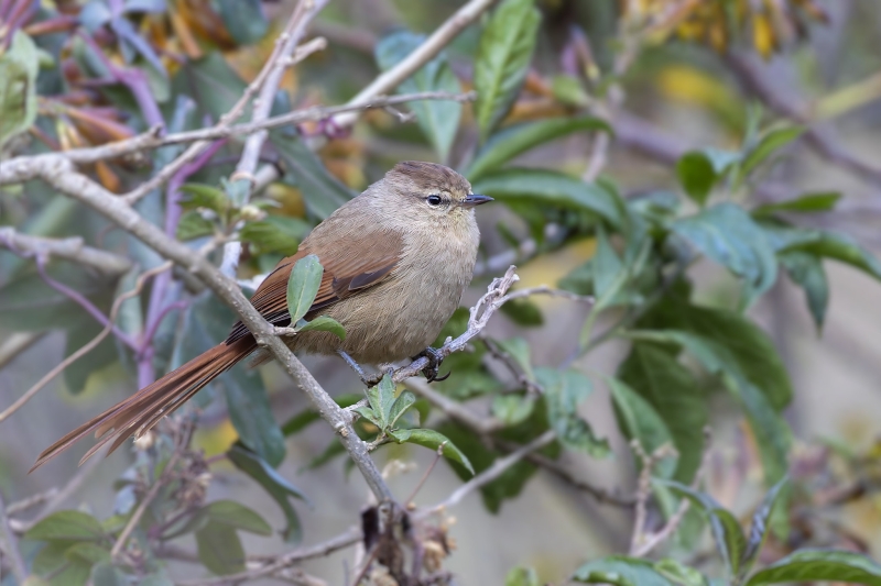 Brown-capped Tit-Spinetail