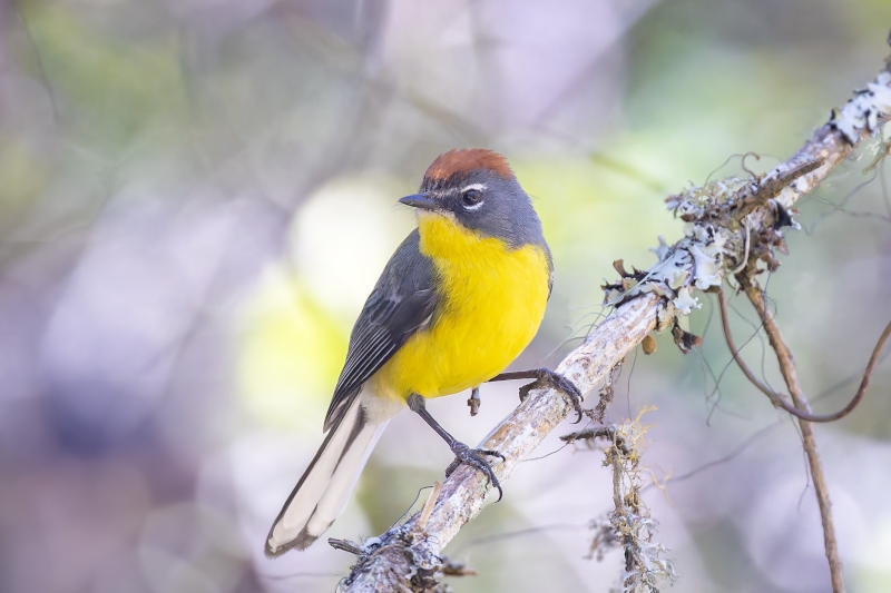 Brown-capped Whitestart